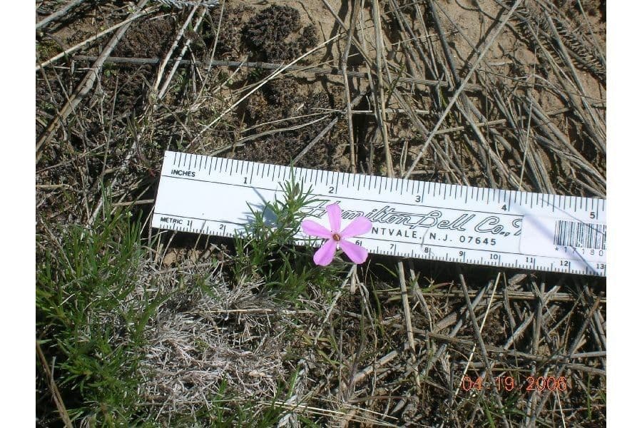 Phlox 7