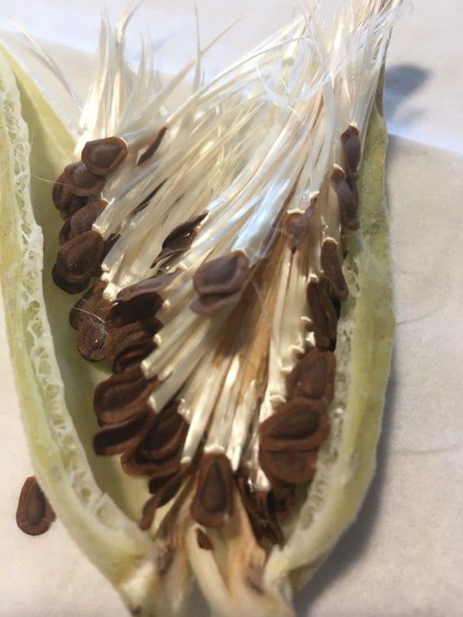 Klejcha hedvábná