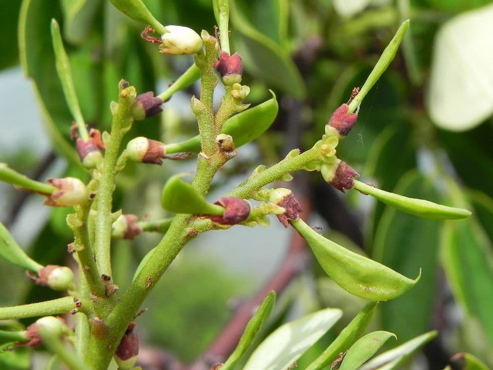 Dalbergia