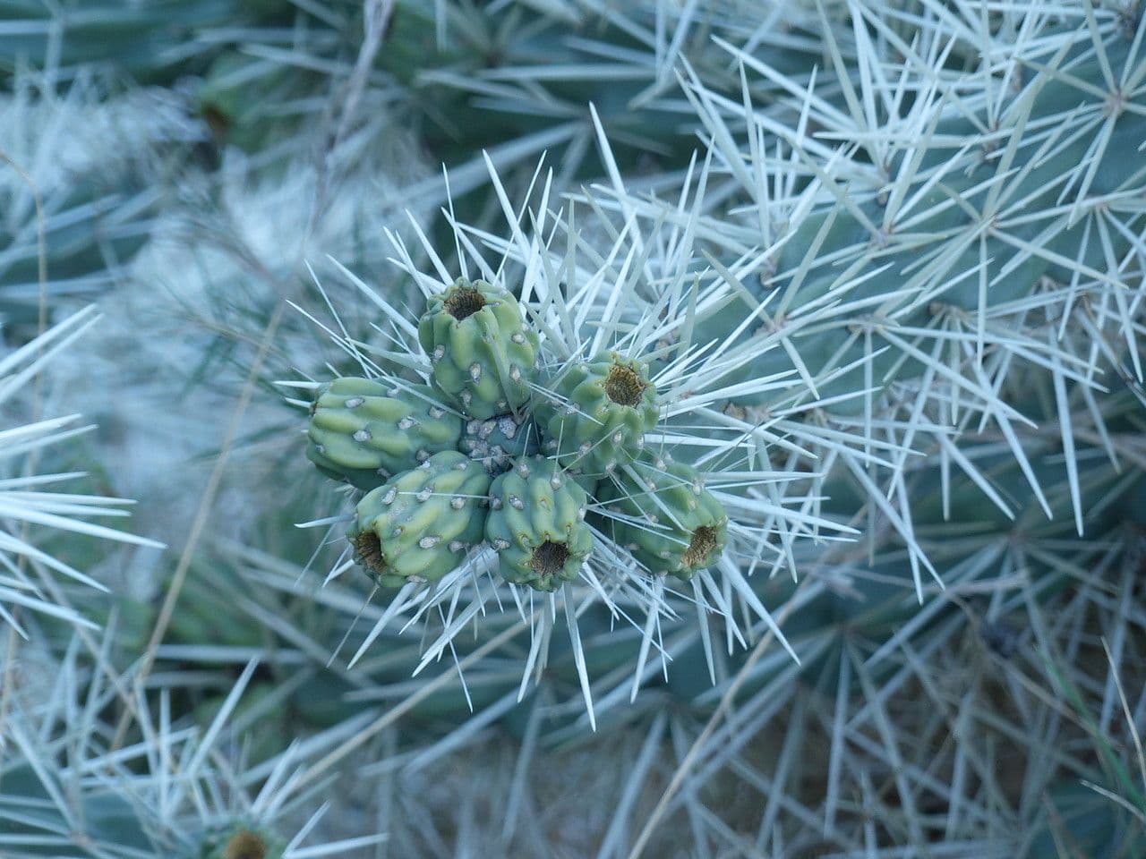 Ummantelte Cholla 2
