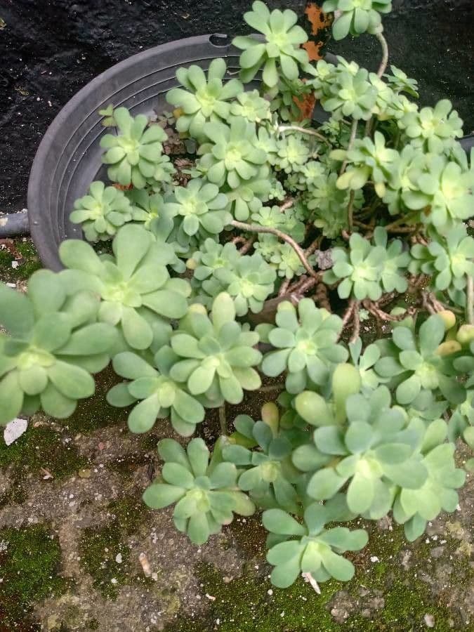 Sedum 18