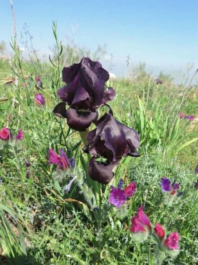 Iris 3