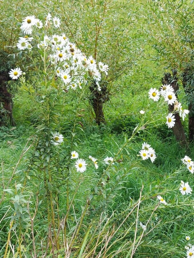 Späte Wucherblume