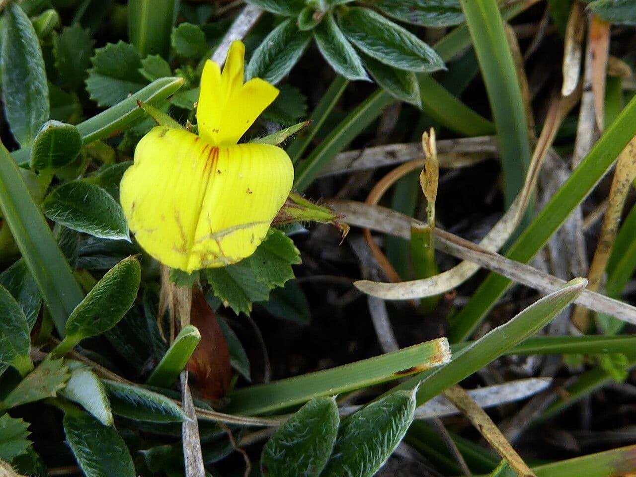Ononis striata 3
