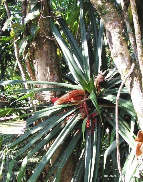 Freycinetia 12