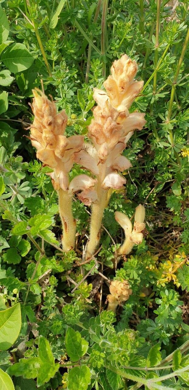 Succiamele garofanato 17