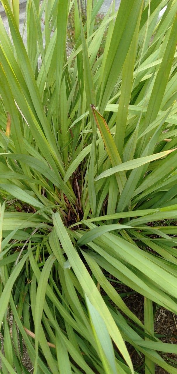 Watsonia 15