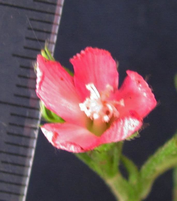 Pavonia 10