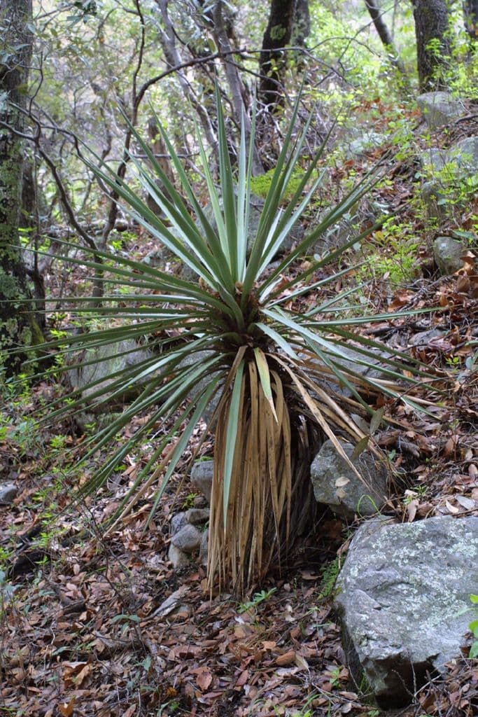Yucca madrensis 7