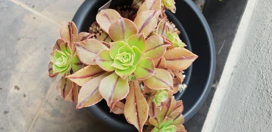 Aeonium 10