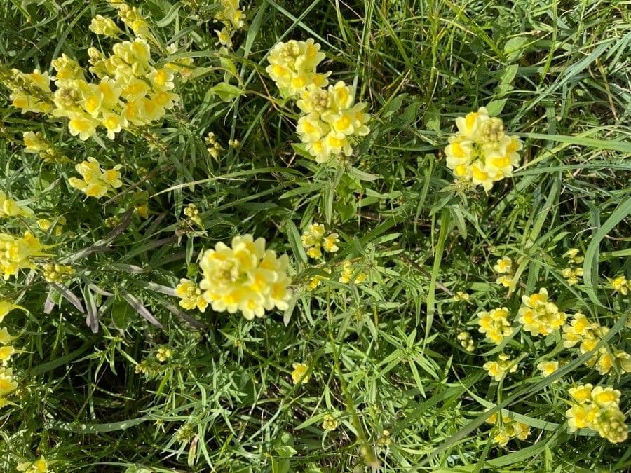 Linaria comune 11