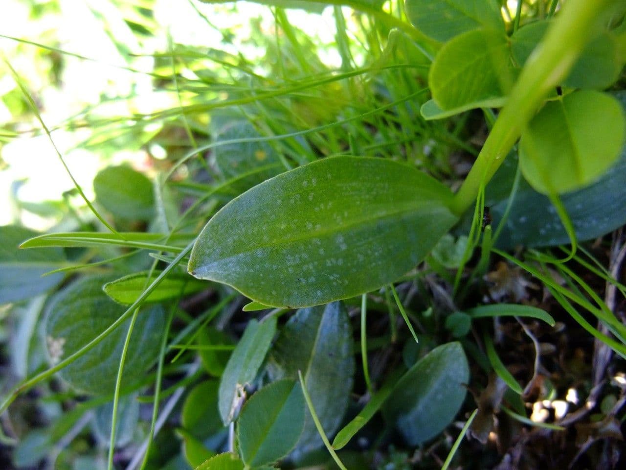 Celoglosso 18