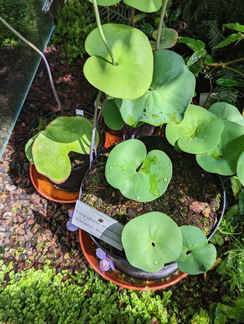 Utricularia reniforme 9