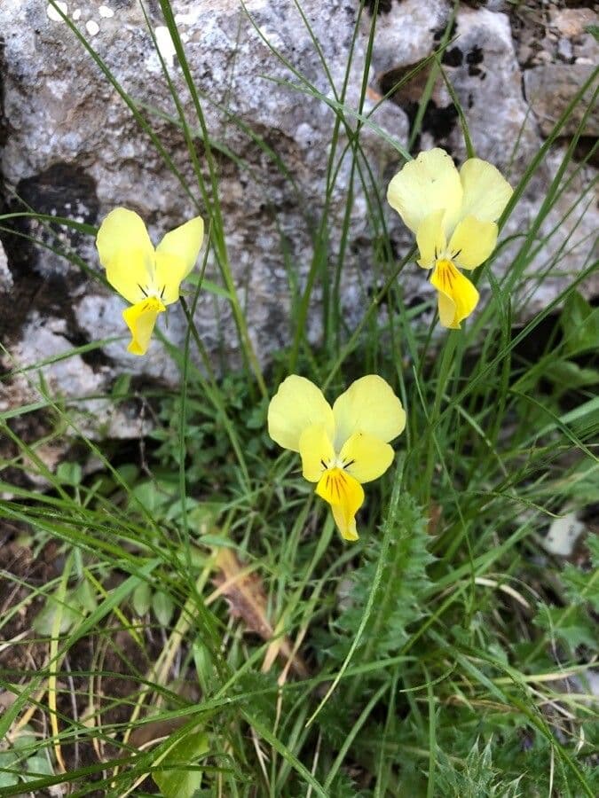 Viola gialla 3