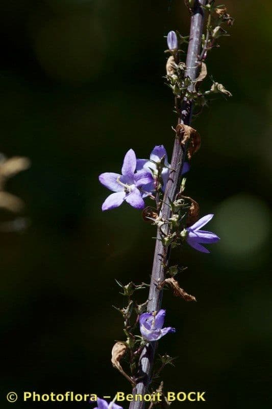 Campanula 19