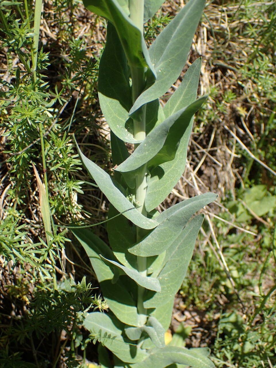 Arabetta liscia 20