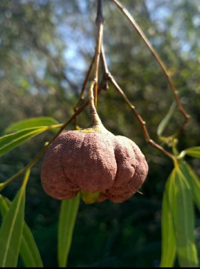 Nectandra angustifolia