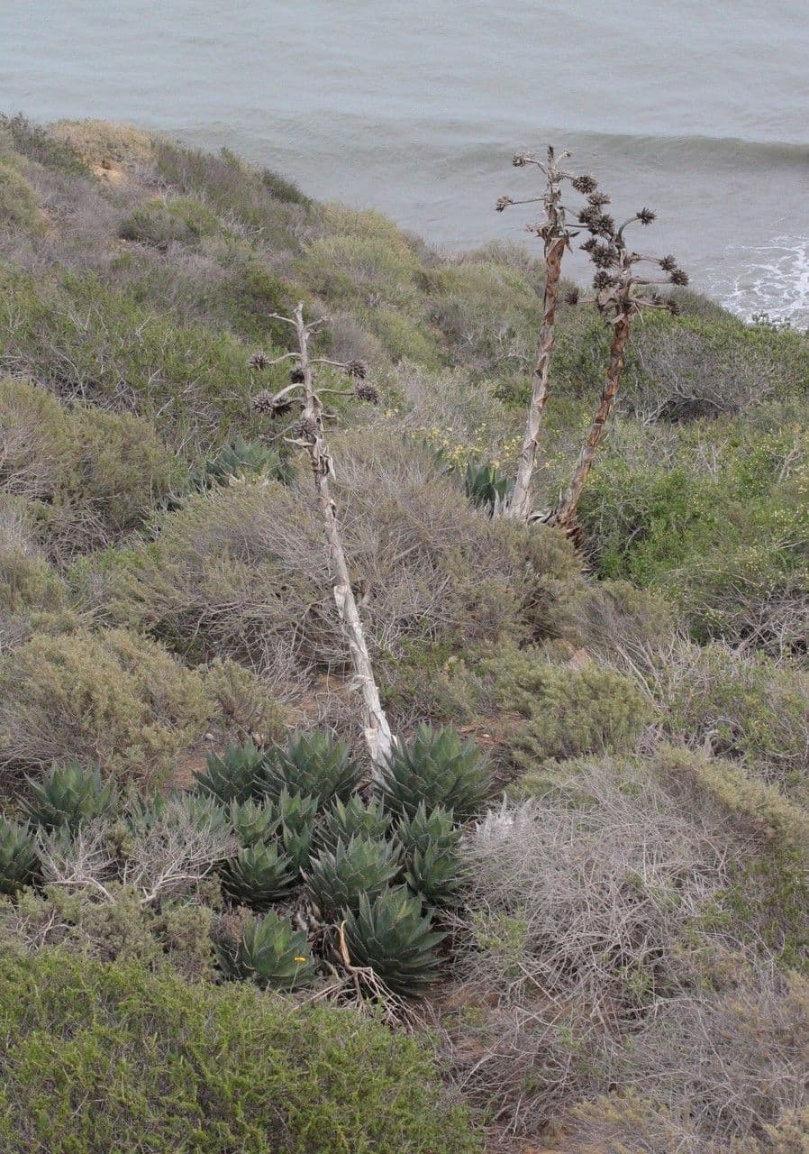 Agave di Shaw 8