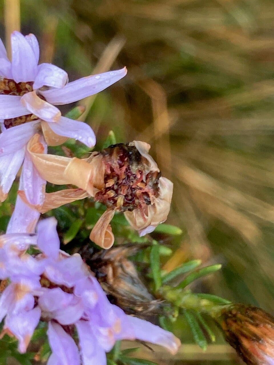 Diplostephium 2