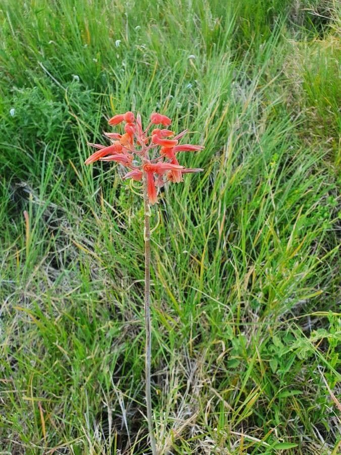 Aloe 9