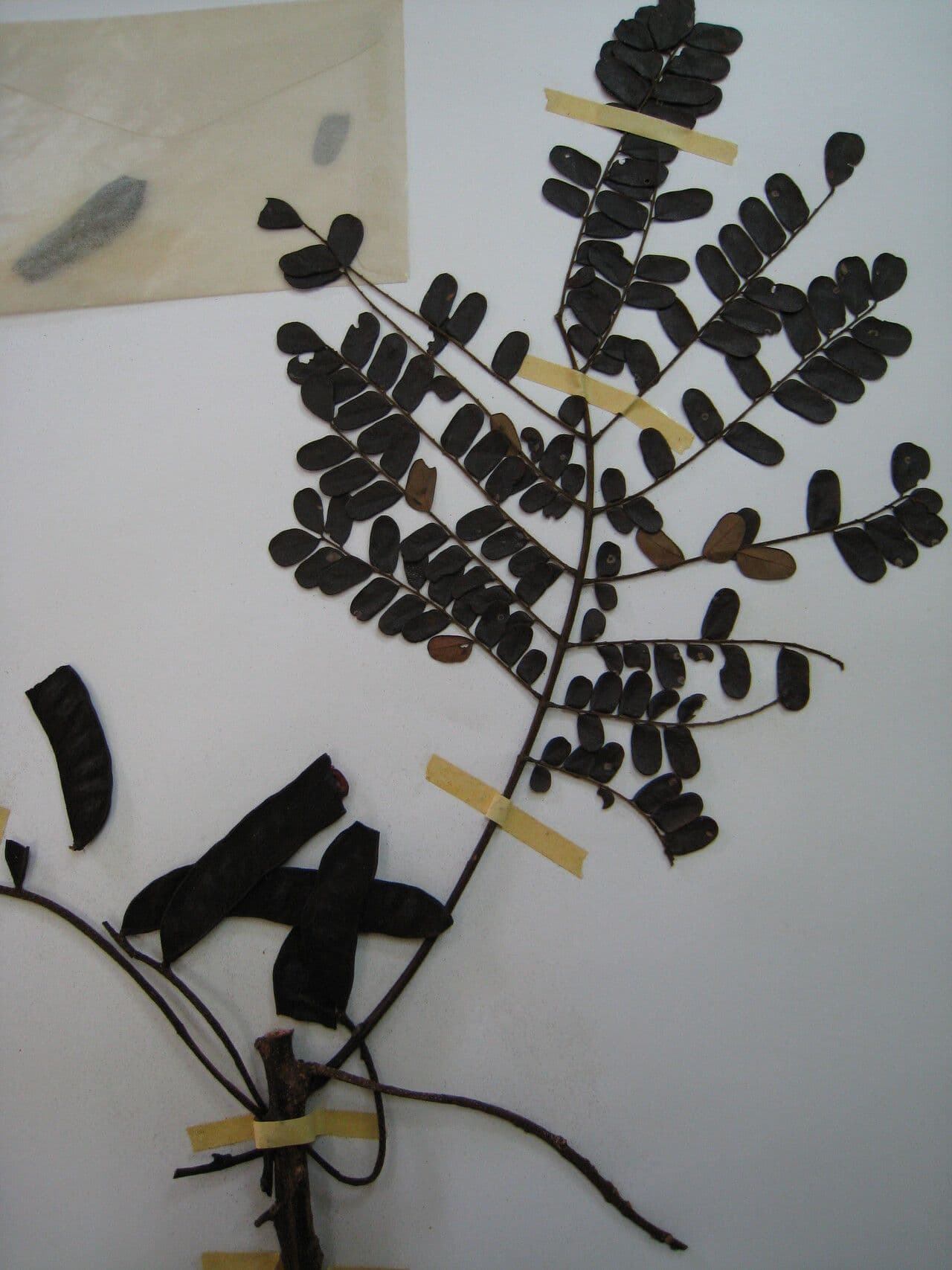 Stryphnodendron 4