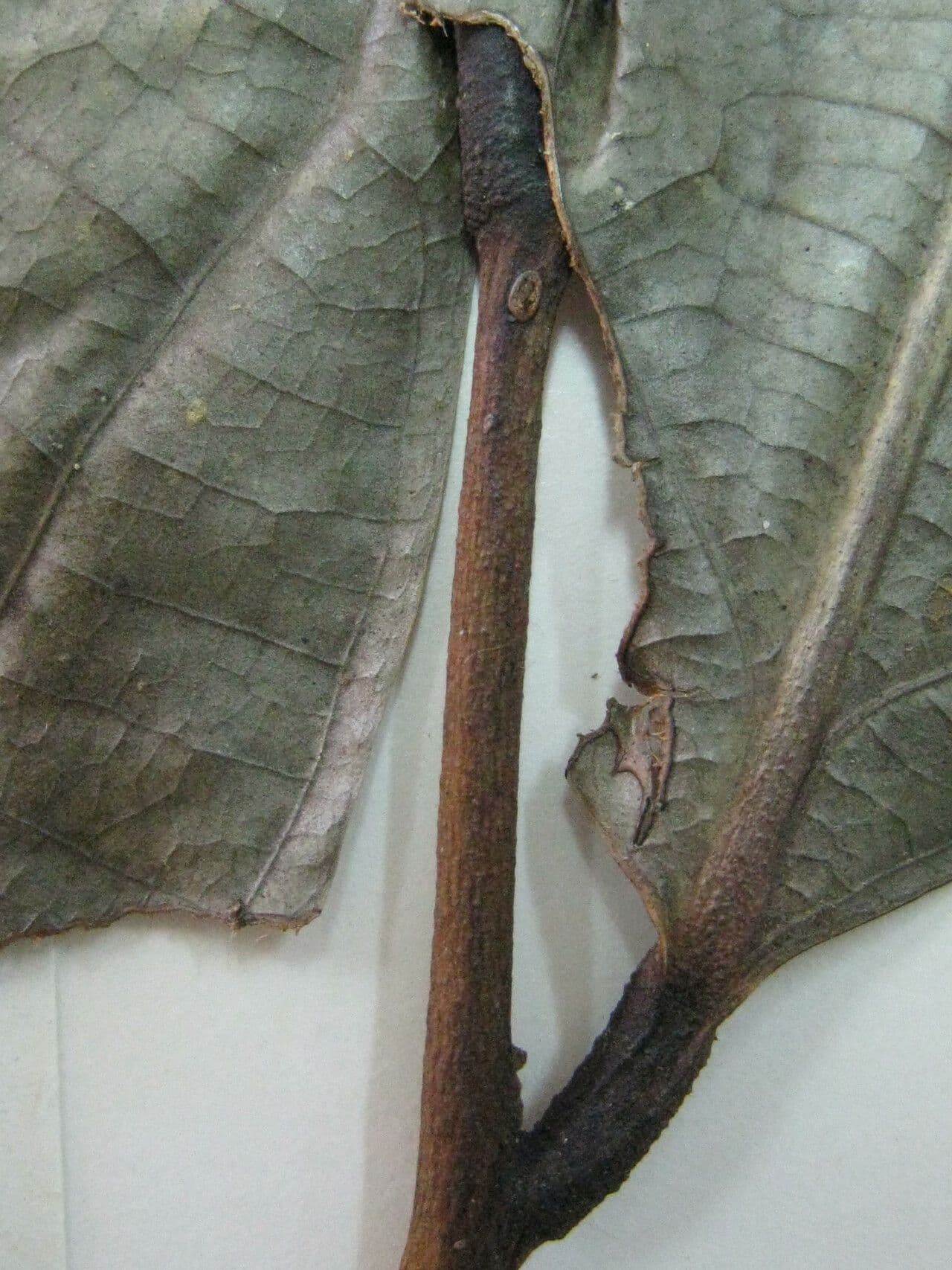 Cremastosperma 5