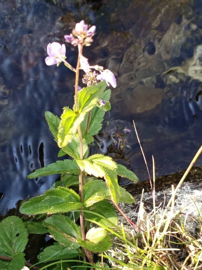 Veronica ponae 11