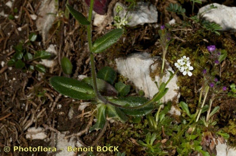 Arabis ciliata 26