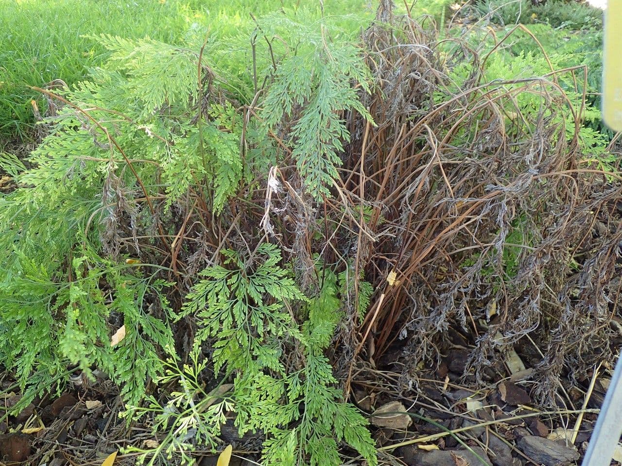 Onychium japonské 3