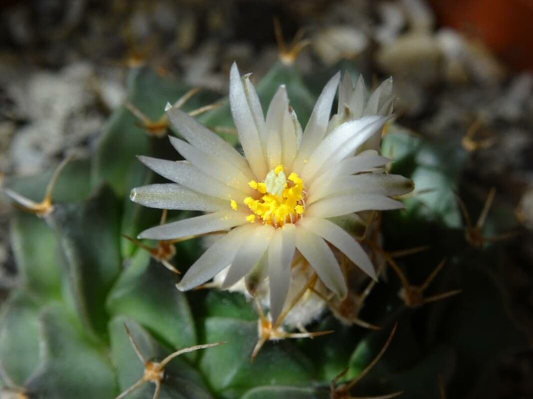Cactus carciofo 3