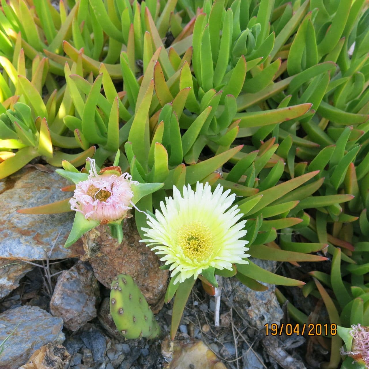 Fico degli Ottentotti 8