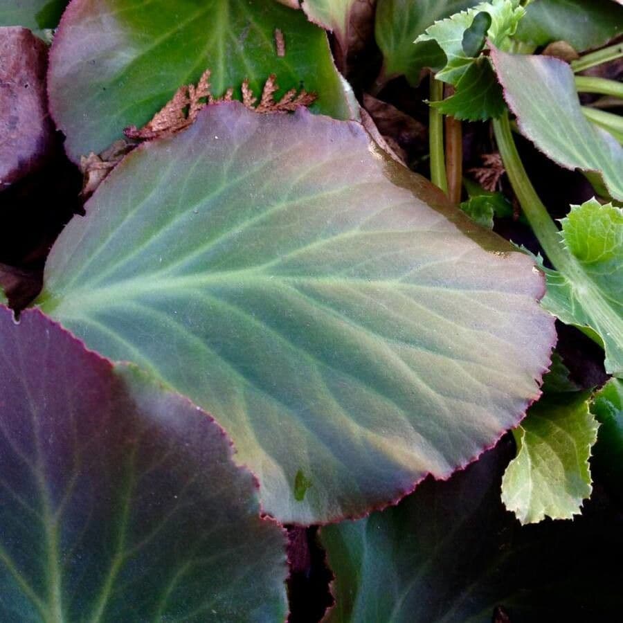 Bergenia cordifolia 20