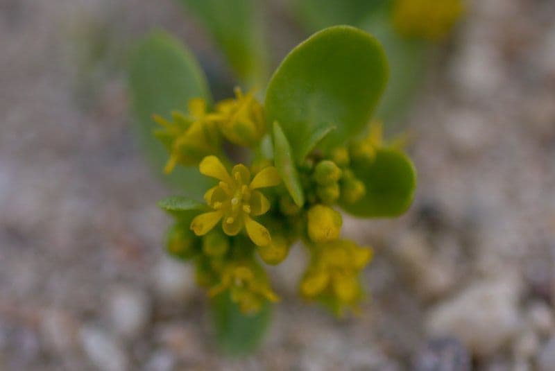 Lepidio giallo 5