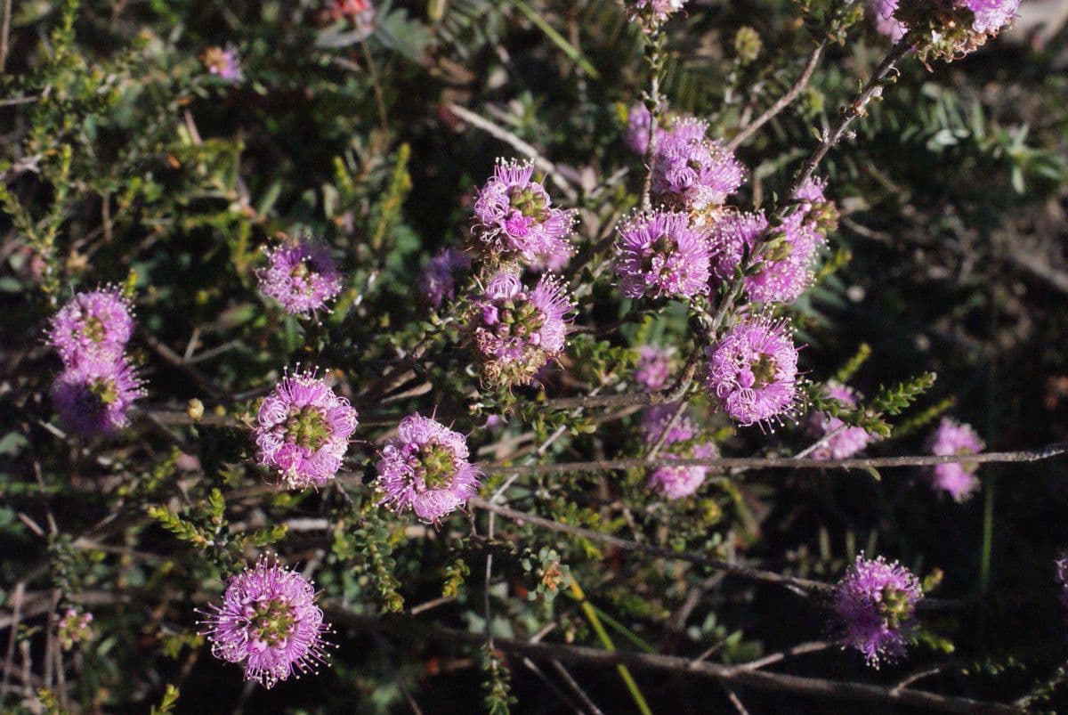 Kunzea 8