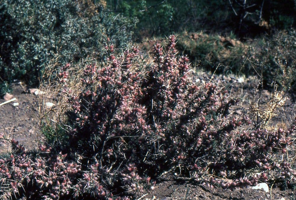 Astragalo 13