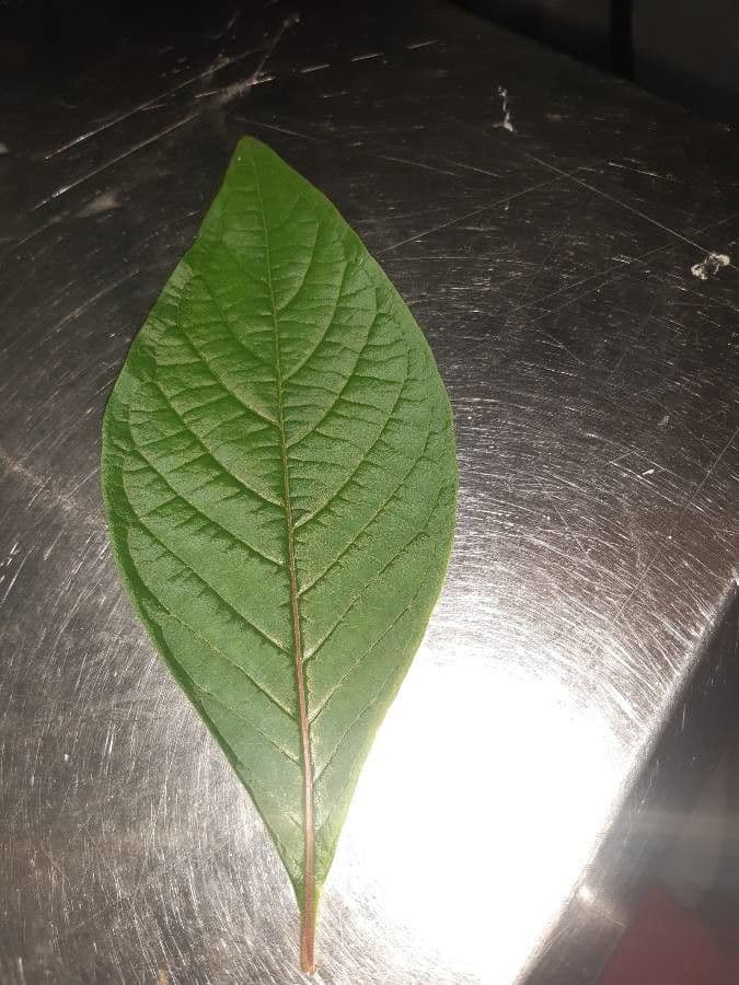 Spathodea campanulata 28