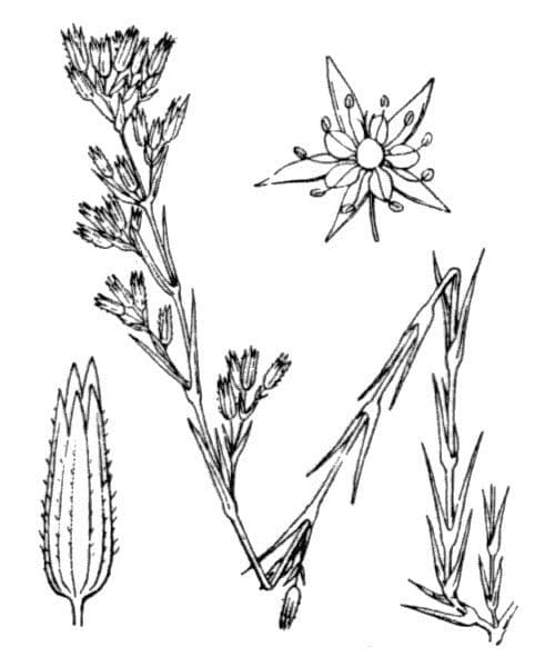 Minuartia mucronata 16