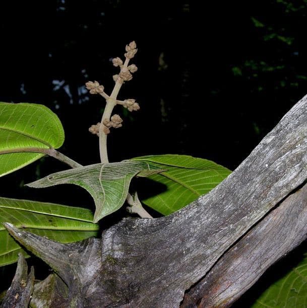 Miconia 13