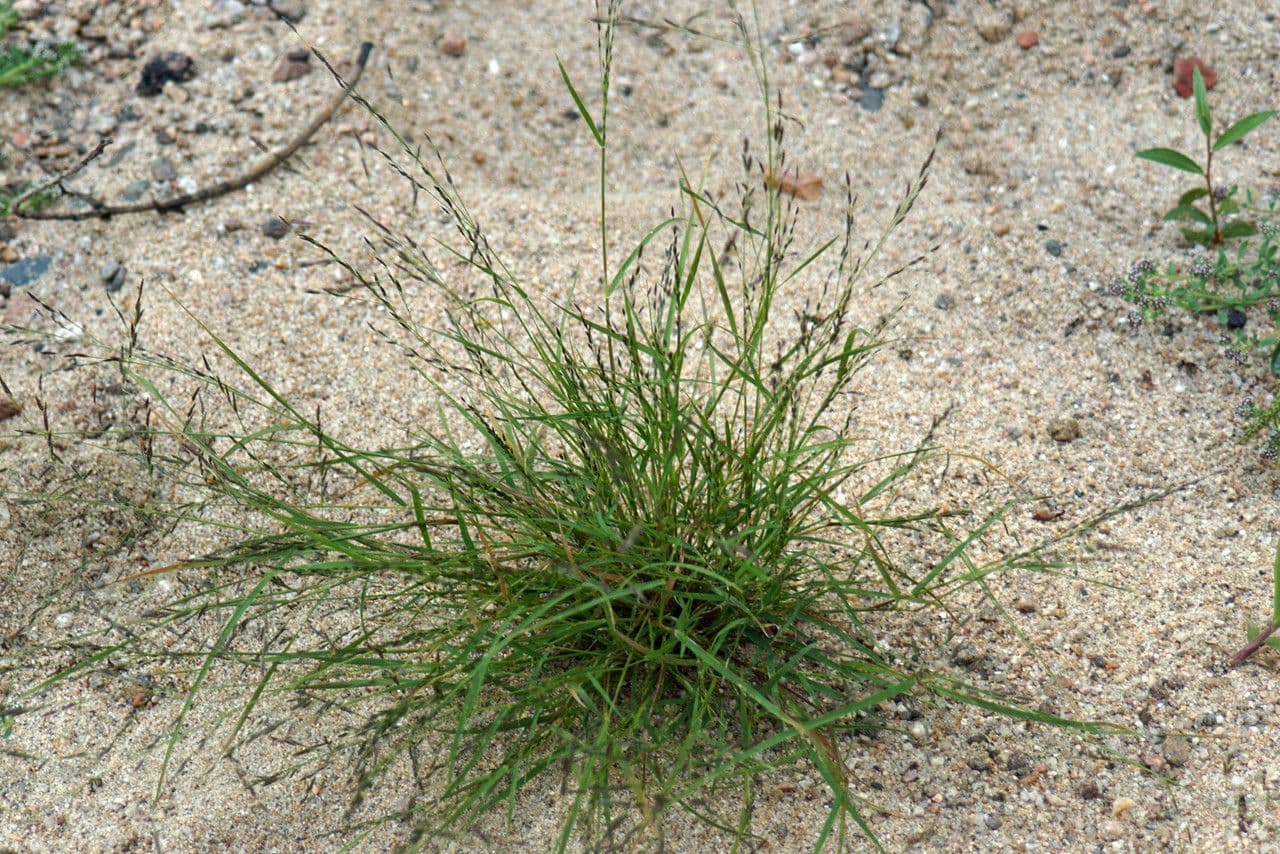Eragrostis pectinacea 11