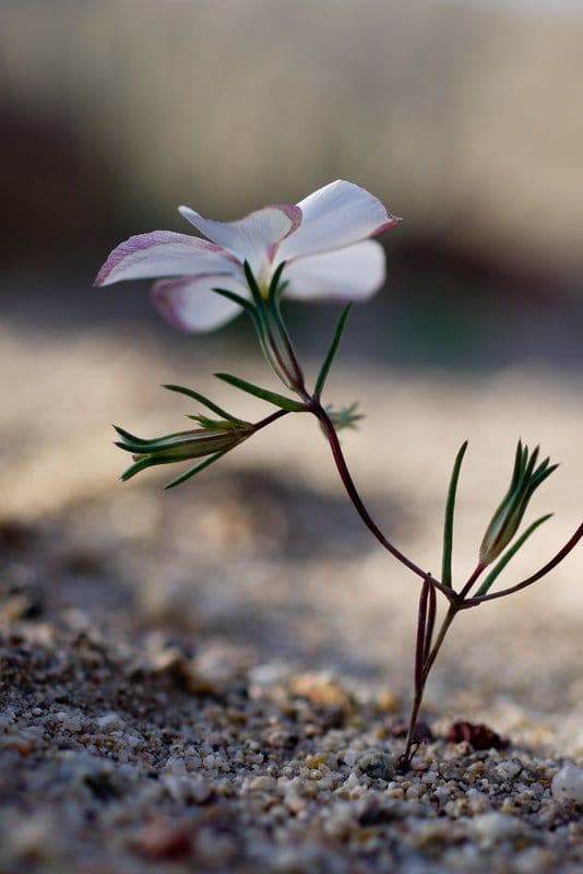 Linanthus 7