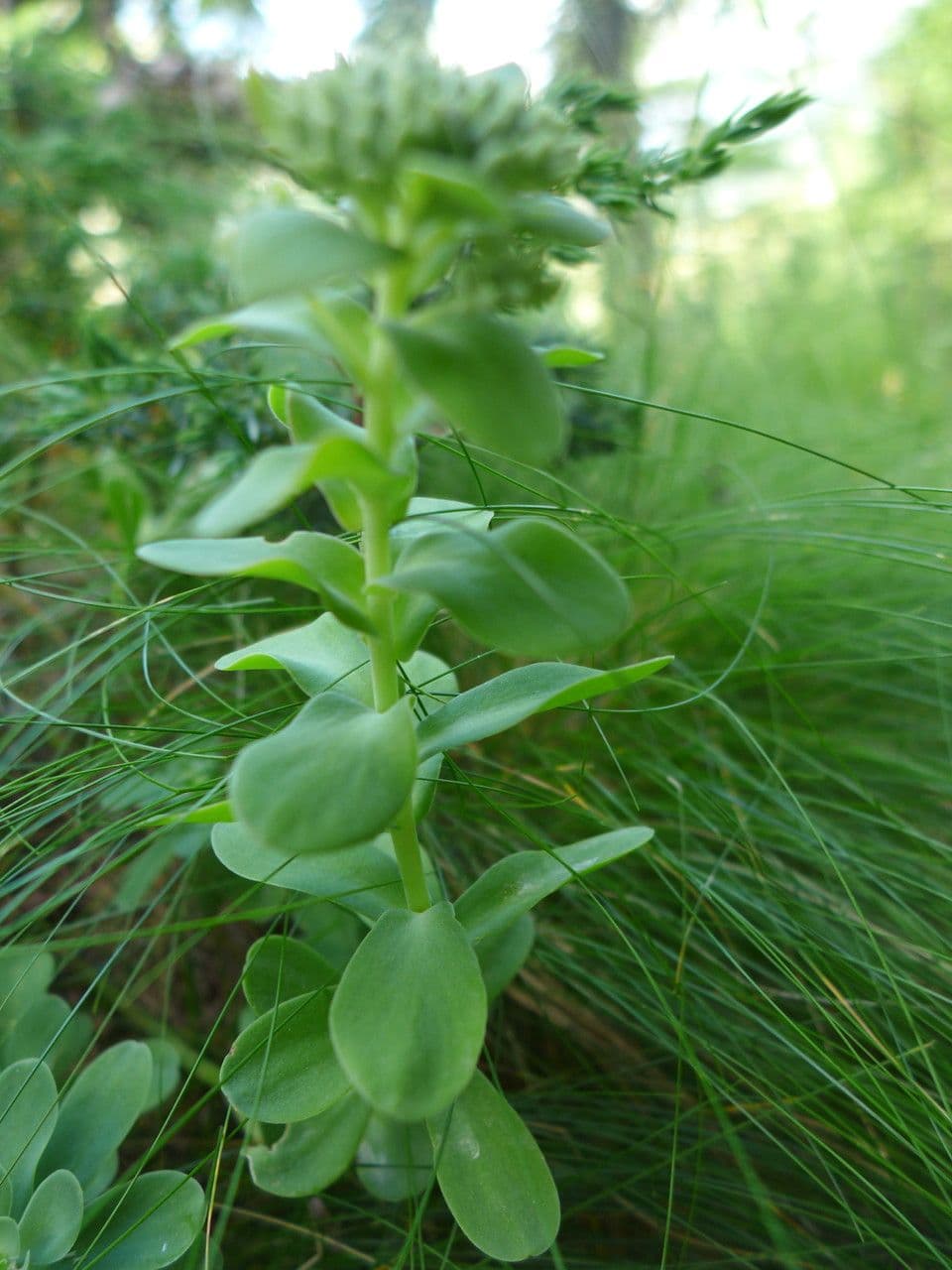 Telephium imperati 19