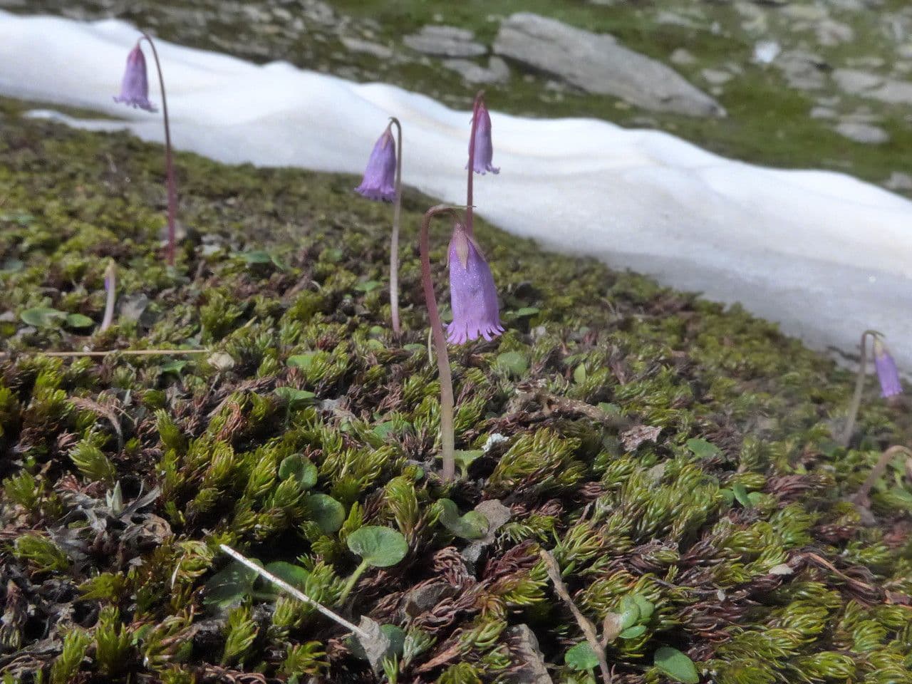 Zwerg-Glockenblume 5