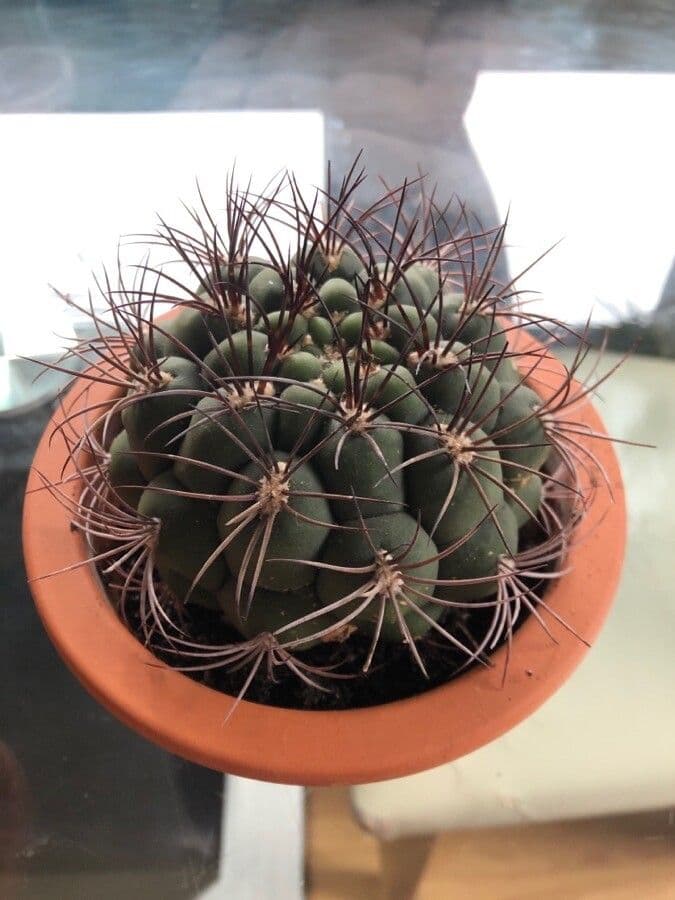 Cactus 22