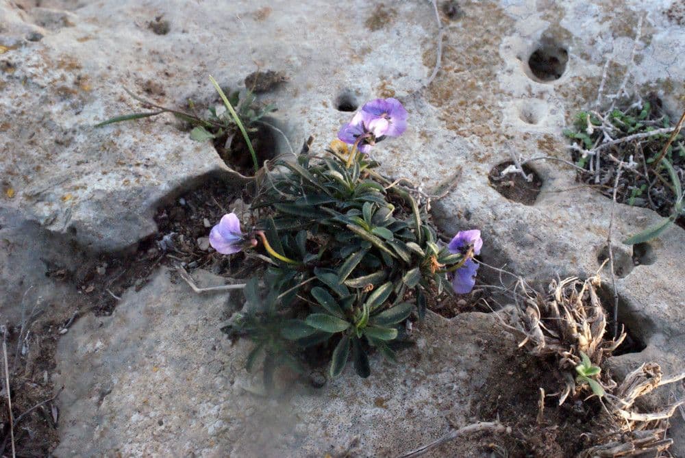 Violette arborescente 19