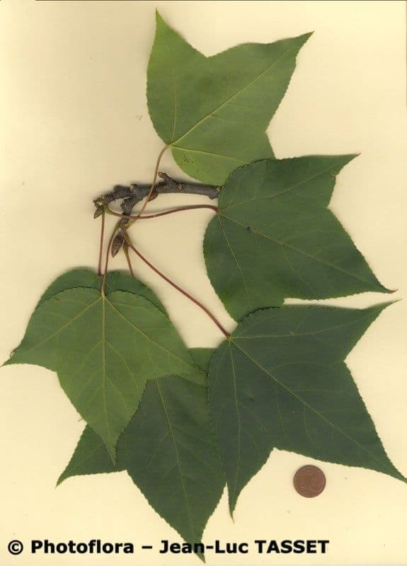 Formosa-Amberbaum 22