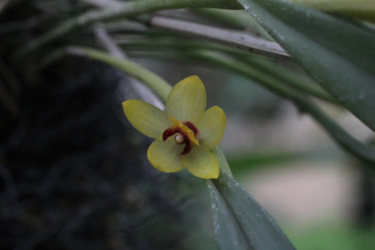 Octomeria