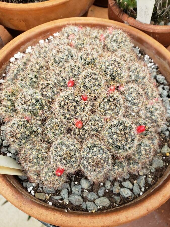 Cactus proliferante 13