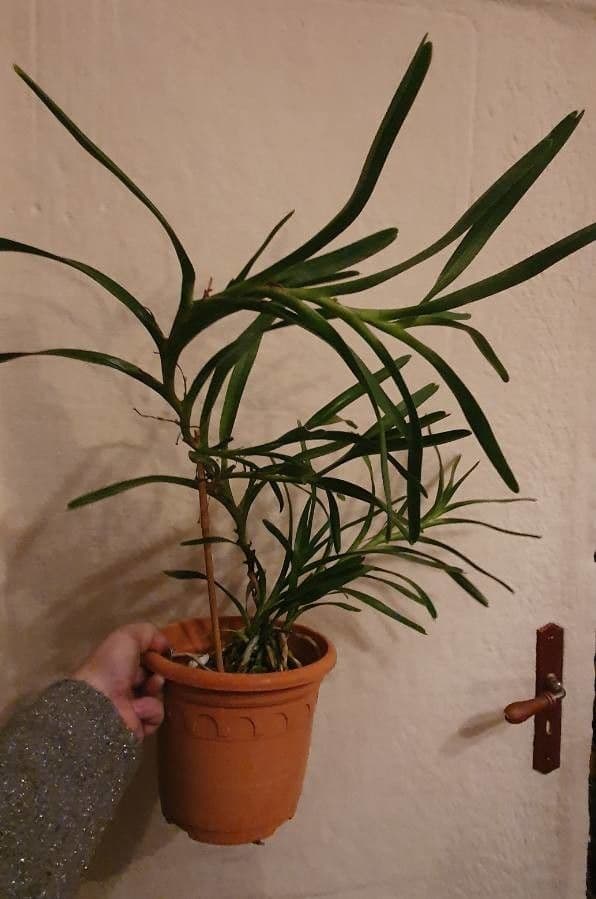 Jumellea
