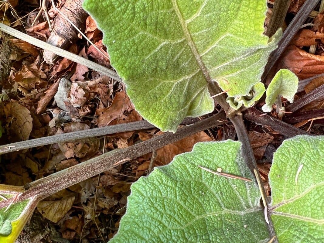 Bardana selvatica 27