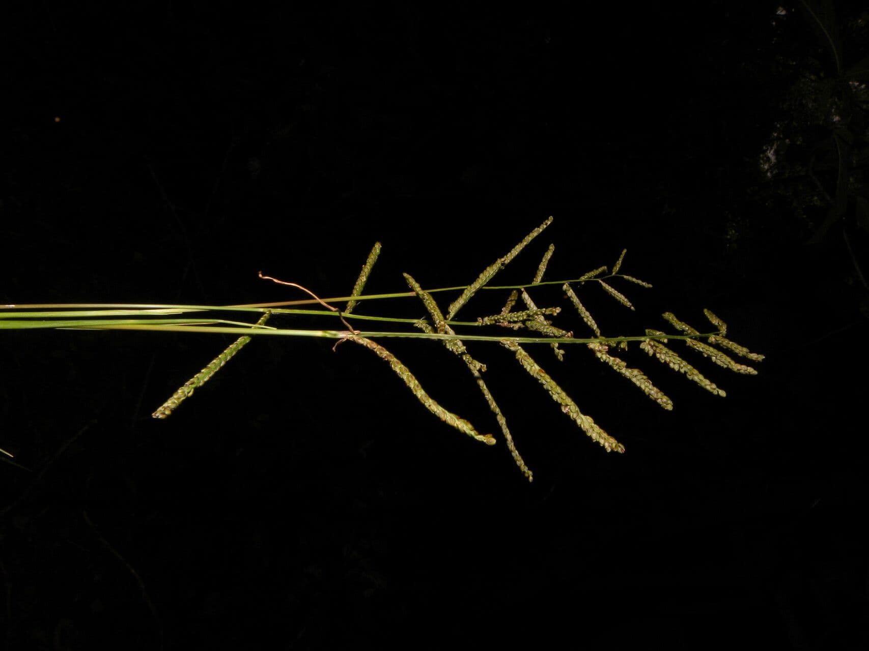 Paspalum plicatulum 3